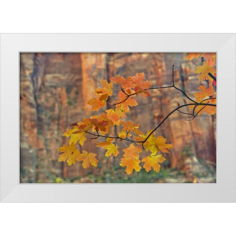 UT, Zion NP Autumn-colored maple leaves White Modern Wood Framed Art Print by Illg, Cathy and Gordon