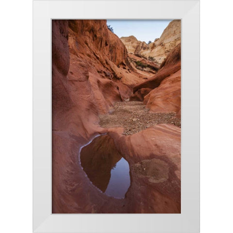 UT, Capitol Reef Lower Muley Twist Canyon pools White Modern Wood Framed Art Print by Illg, Cathy and Gordon