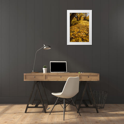 UT, Capitol Reef Fremont River Trail in autumn White Modern Wood Framed Art Print by Illg, Cathy and Gordon