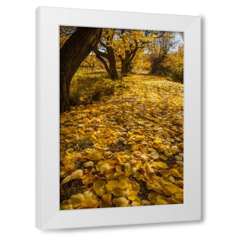 UT, Capitol Reef Fremont River Trail in autumn White Modern Wood Framed Art Print by Illg, Cathy and Gordon