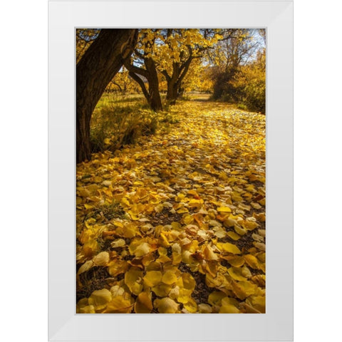 UT, Capitol Reef Fremont River Trail in autumn White Modern Wood Framed Art Print by Illg, Cathy and Gordon