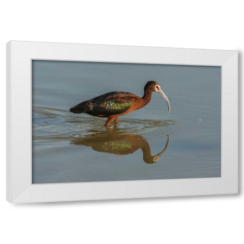 Utah, Bear River NWR White-faced ibis feeding White Modern Wood Framed Art Print by Illg, Cathy and Gordon