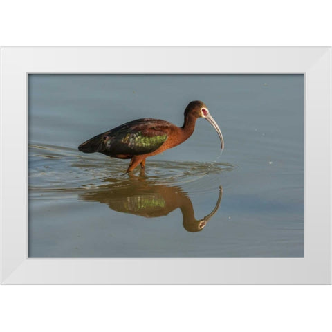 Utah, Bear River NWR White-faced ibis feeding White Modern Wood Framed Art Print by Illg, Cathy and Gordon