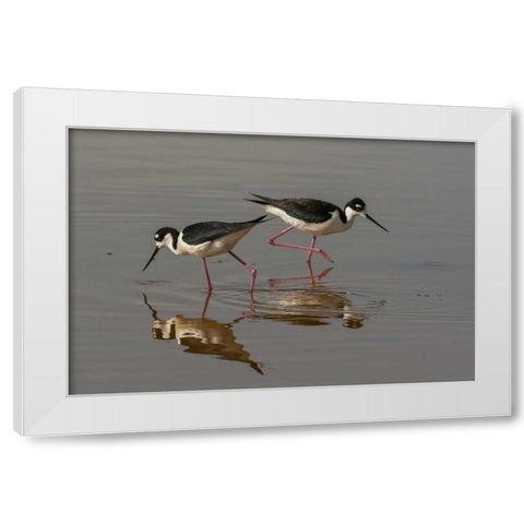 Utah, Bear River NWR Black-necked stilts feeding White Modern Wood Framed Art Print by Illg, Cathy and Gordon