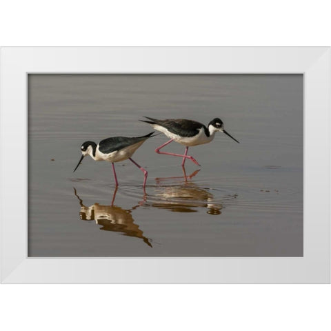 Utah, Bear River NWR Black-necked stilts feeding White Modern Wood Framed Art Print by Illg, Cathy and Gordon