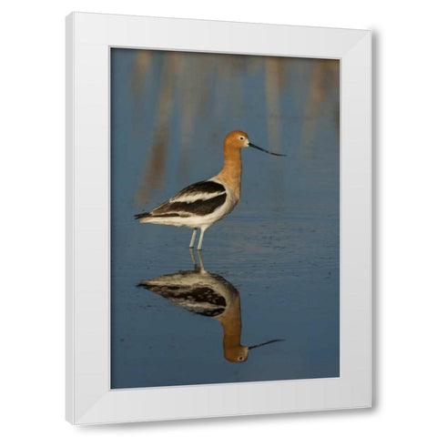 Utah, Bear River NWR American avocet wading White Modern Wood Framed Art Print by Illg, Cathy and Gordon