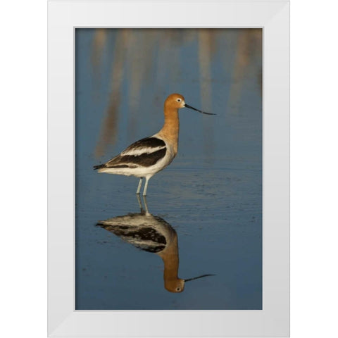 Utah, Bear River NWR American avocet wading White Modern Wood Framed Art Print by Illg, Cathy and Gordon