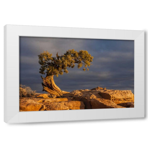 Utah, Dead Horse Point Sunrise on juniper tree White Modern Wood Framed Art Print by Illg, Cathy and Gordon