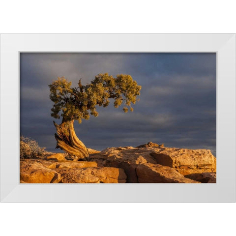 Utah, Dead Horse Point Sunrise on juniper tree White Modern Wood Framed Art Print by Illg, Cathy and Gordon