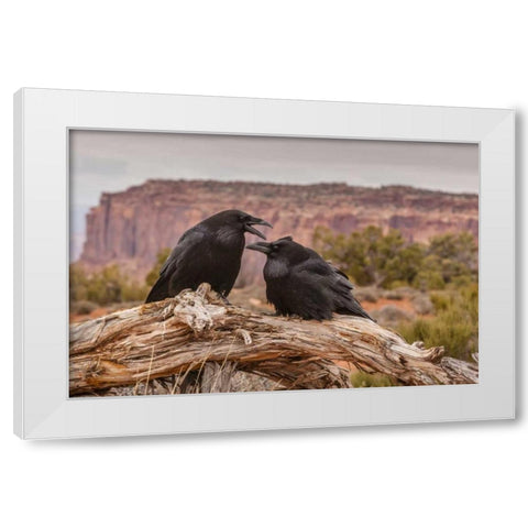 USA, Utah, Canyonlands NP Pair of ravens on log White Modern Wood Framed Art Print by Illg, Cathy and Gordon