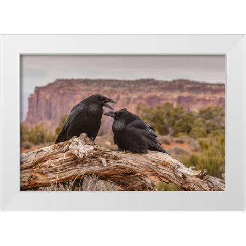 USA, Utah, Canyonlands NP Pair of ravens on log White Modern Wood Framed Art Print by Illg, Cathy and Gordon