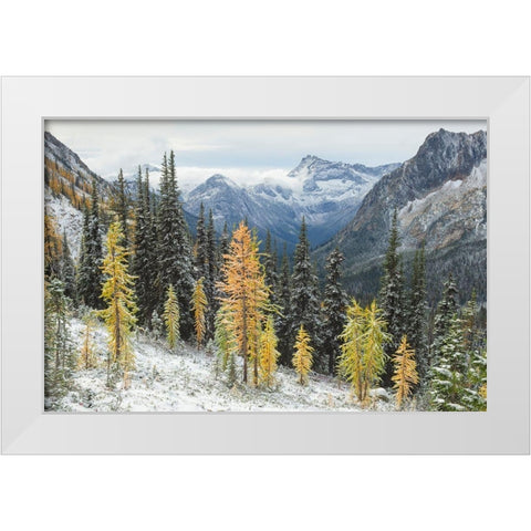 Larches displaying golden autumn color after fresh snowfall at Cutthroat Pass White Modern Wood Framed Art Print by Majchrowicz, Alan