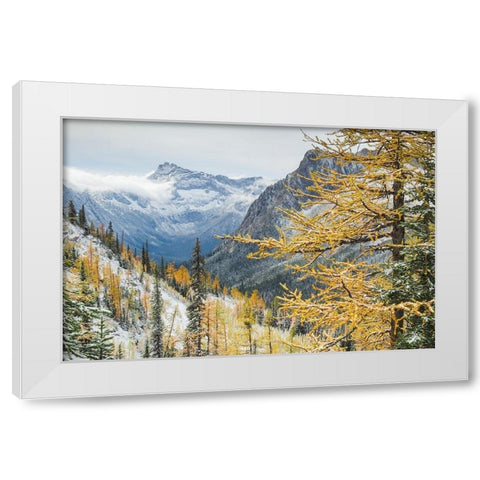 Larches displaying golden autumn color after fresh snowfall at Cutthroat Pass White Modern Wood Framed Art Print by Majchrowicz, Alan