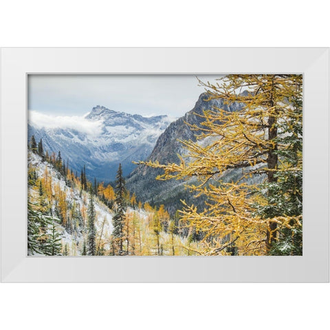 Larches displaying golden autumn color after fresh snowfall at Cutthroat Pass White Modern Wood Framed Art Print by Majchrowicz, Alan
