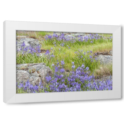 WA, Yellow Island Flowers surround boulders White Modern Wood Framed Art Print by Paulson, Don