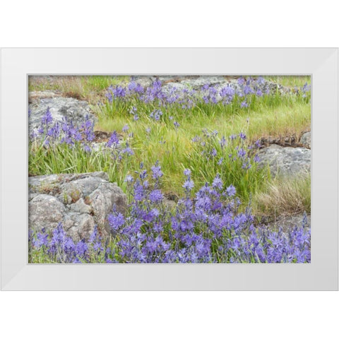 WA, Yellow Island Flowers surround boulders White Modern Wood Framed Art Print by Paulson, Don