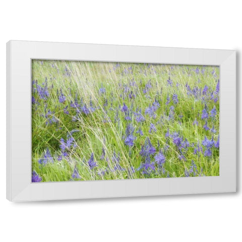 WA, San Juans Yellow Island Flowers amid grass White Modern Wood Framed Art Print by Paulson, Don