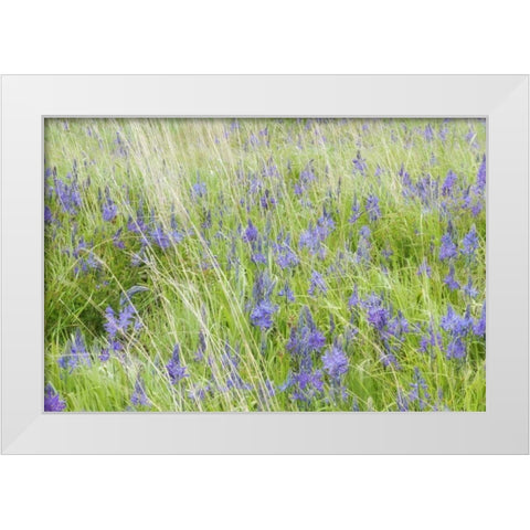 WA, San Juans Yellow Island Flowers amid grass White Modern Wood Framed Art Print by Paulson, Don