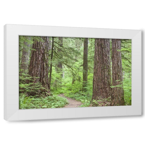 Washington, Olympic NF Trail through the forest White Modern Wood Framed Art Print by Paulson, Don