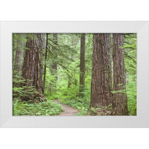 Washington, Olympic NF Trail through the forest White Modern Wood Framed Art Print by Paulson, Don