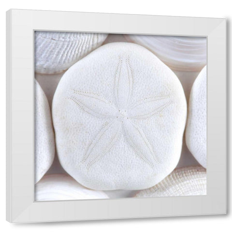 Washington Sea shells and sand dollar White Modern Wood Framed Art Print by Paulson, Don