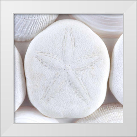 Washington Sea shells and sand dollar White Modern Wood Framed Art Print by Paulson, Don