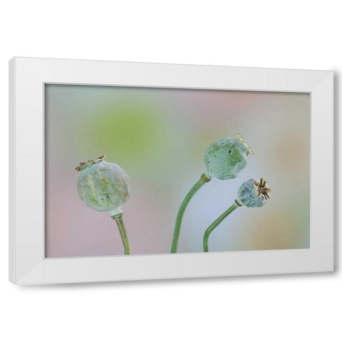 Washington Colorful poppy seed heads on stems White Modern Wood Framed Art Print by Paulson, Don