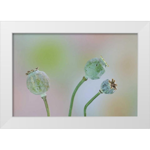Washington Colorful poppy seed heads on stems White Modern Wood Framed Art Print by Paulson, Don