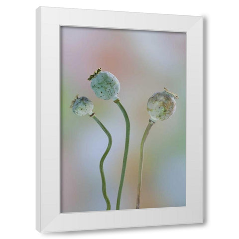 Washington Colorful poppy seed heads on stems White Modern Wood Framed Art Print by Paulson, Don