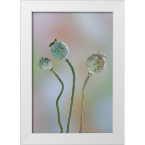 Washington Colorful poppy seed heads on stems White Modern Wood Framed Art Print by Paulson, Don