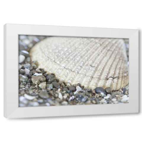Washington, Seabeck Cockle shell in Hood Canal White Modern Wood Framed Art Print by Paulson, Don