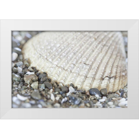 Washington, Seabeck Cockle shell in Hood Canal White Modern Wood Framed Art Print by Paulson, Don