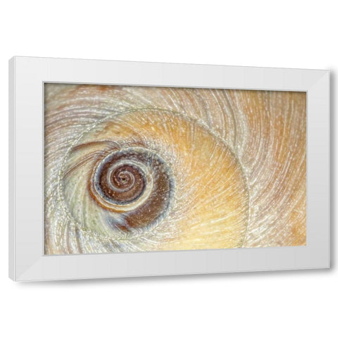 Washington, Seabeck Close-up of moon snail shell White Modern Wood Framed Art Print by Paulson, Don