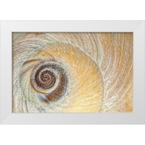 Washington, Seabeck Close-up of moon snail shell White Modern Wood Framed Art Print by Paulson, Don