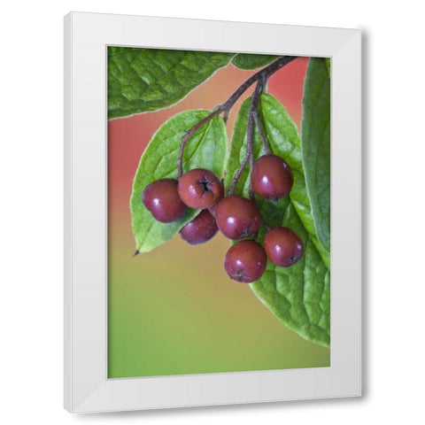 Washington Cotoneaster berries on the vine White Modern Wood Framed Art Print by Paulson, Don