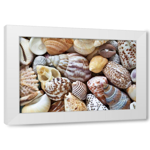 Washington Close-up of collection of sea shells White Modern Wood Framed Art Print by Paulson, Don