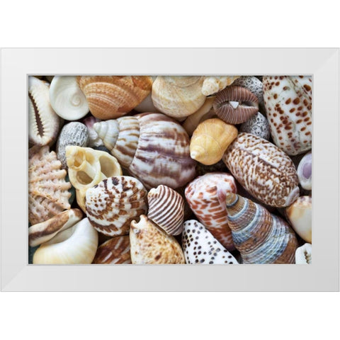 Washington Close-up of collection of sea shells White Modern Wood Framed Art Print by Paulson, Don