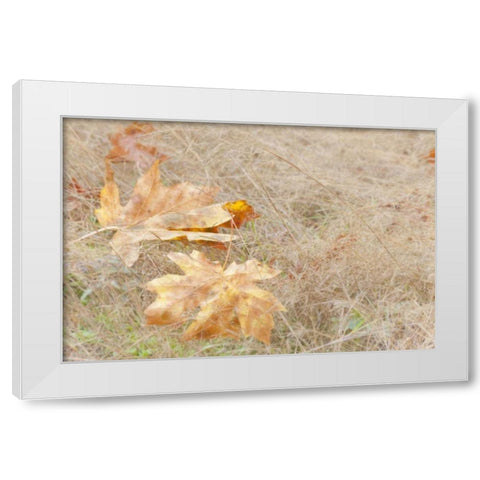 USA, Washington, Quinault Maple leaves in grass White Modern Wood Framed Art Print by Paulson, Don