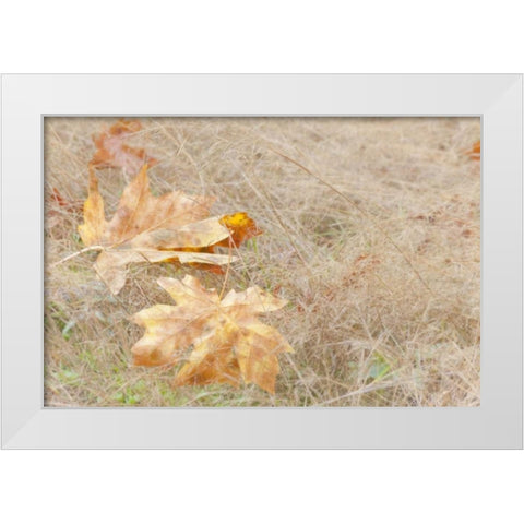 USA, Washington, Quinault Maple leaves in grass White Modern Wood Framed Art Print by Paulson, Don