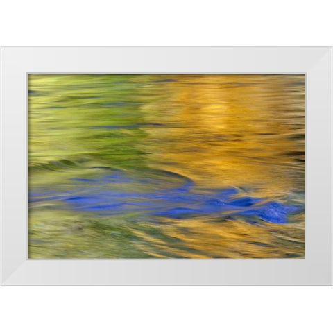 WA, Quinault Autumn reflect in Quinault River White Modern Wood Framed Art Print by Paulson, Don