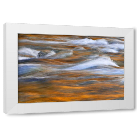 WA, Quinault Autumn reflect in Quinault River White Modern Wood Framed Art Print by Paulson, Don
