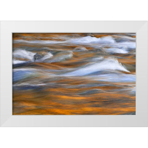 WA, Quinault Autumn reflect in Quinault River White Modern Wood Framed Art Print by Paulson, Don