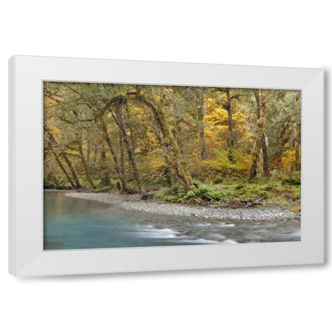 Washington Quinault River in the Olympic NP White Modern Wood Framed Art Print by Paulson, Don