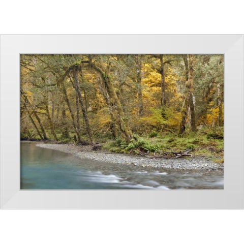 Washington Quinault River in the Olympic NP White Modern Wood Framed Art Print by Paulson, Don
