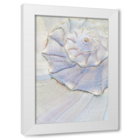 USA, Washington Close-up of pastel seashell White Modern Wood Framed Art Print by Paulson, Don