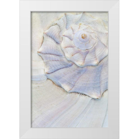 USA, Washington Close-up of pastel seashell White Modern Wood Framed Art Print by Paulson, Don