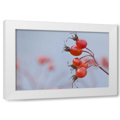 Washington, Seabeck Wild rose hips in winter White Modern Wood Framed Art Print by Paulson, Don
