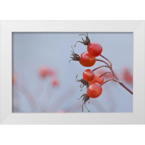 Washington, Seabeck Wild rose hips in winter White Modern Wood Framed Art Print by Paulson, Don