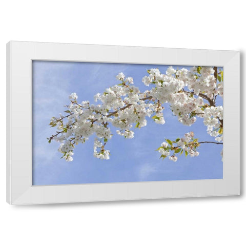 Washington, Seabeck Cherry blossoms White Modern Wood Framed Art Print by Paulson, Don