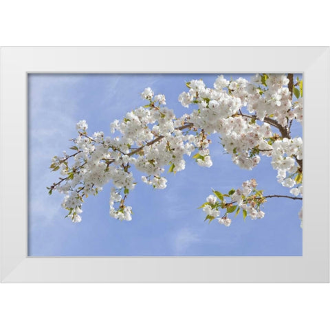 Washington, Seabeck Cherry blossoms White Modern Wood Framed Art Print by Paulson, Don